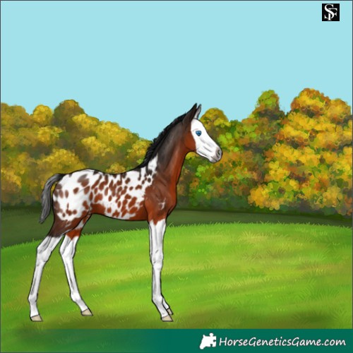 Horse Color:Gray Bay Splash Appaloosa 