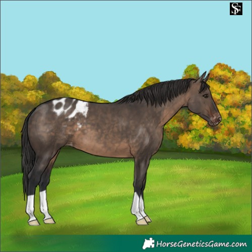 Horse Color:Brown Dun Appaloosa 