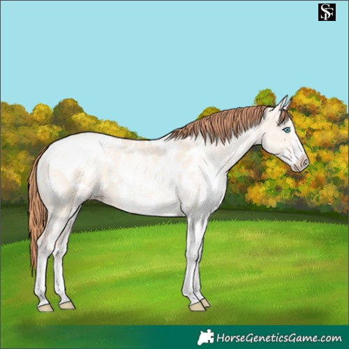 Horse Color:White Spotted Sable Champagne Pearl Dun Blanket
