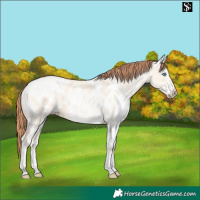 Horse Color:White Spotted Sable Champagne Pearl Dun Blanket 