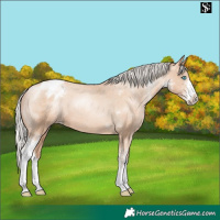 Horse Color:Silver Sable Champagne Pearl Sabino Blanket