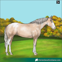 Horse Color:Silver Sable Champagne Pearl Sabino Appaloosa 