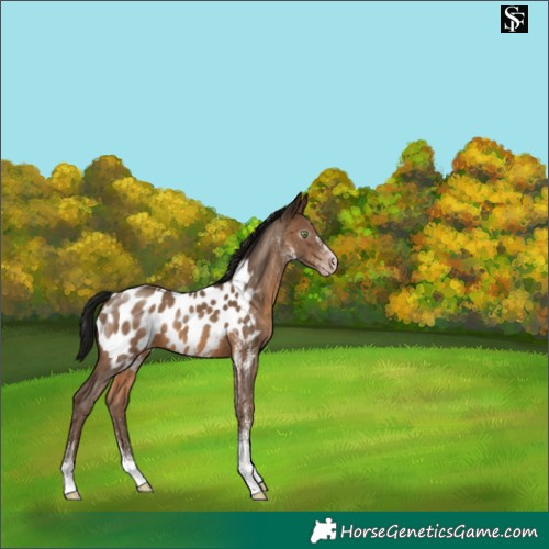 Horse Color:Gray White Spotted Sable Champagne Appaloosa 
