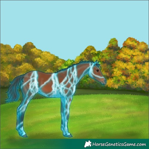 Horse Color:Thunderstruck Bay 