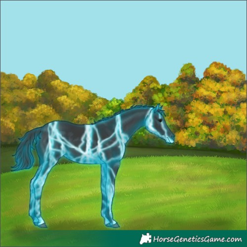 Horse Color:Thunderstruck Black 