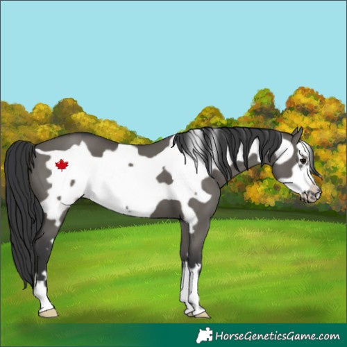Horse Color:Grullo Frame 