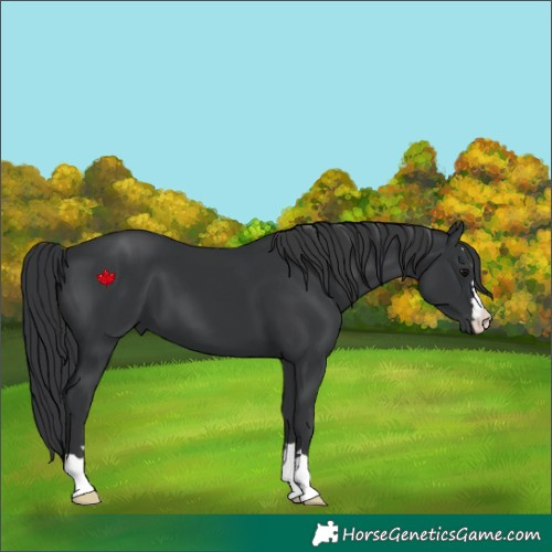 Horse Color:Black 