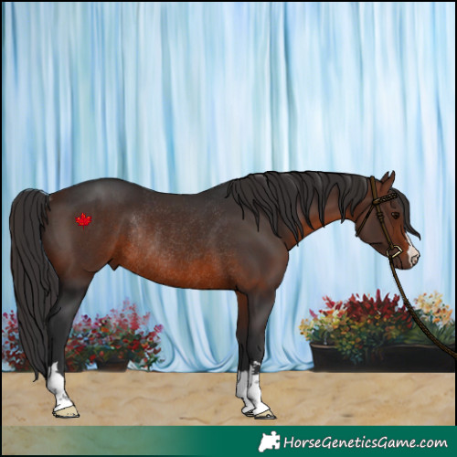 Horse Color:Brown Rabicano