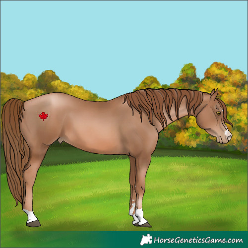 Horse Color:Liver Chestnut Pearl