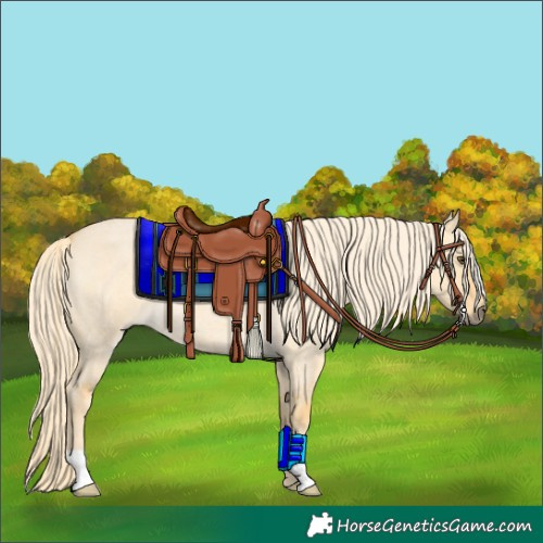 Horse Color:Palomino Roan Dun