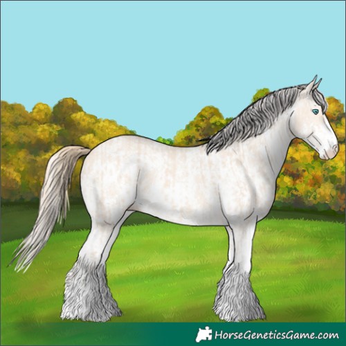 Horse Color:Perlino Sabino  and Perlino Sabino Appaloosa 