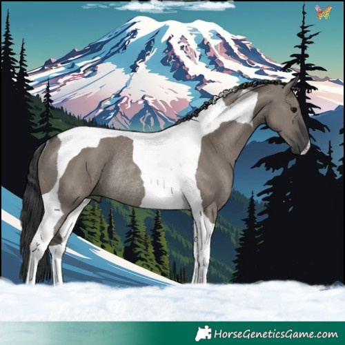 Horse Color:Grullo Tobiano Rabicano 