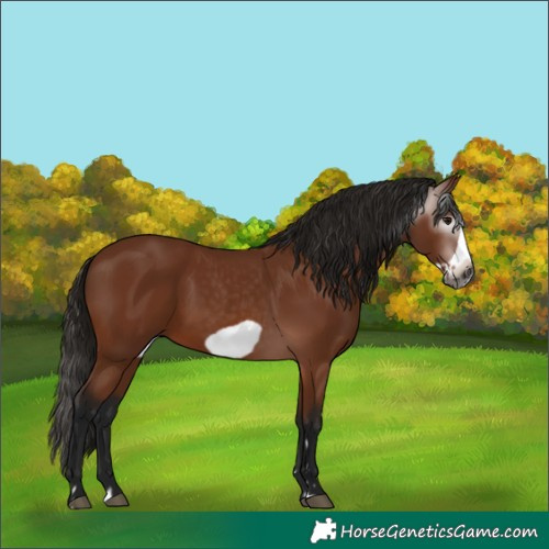 Horse Color:Gray Bay Frame