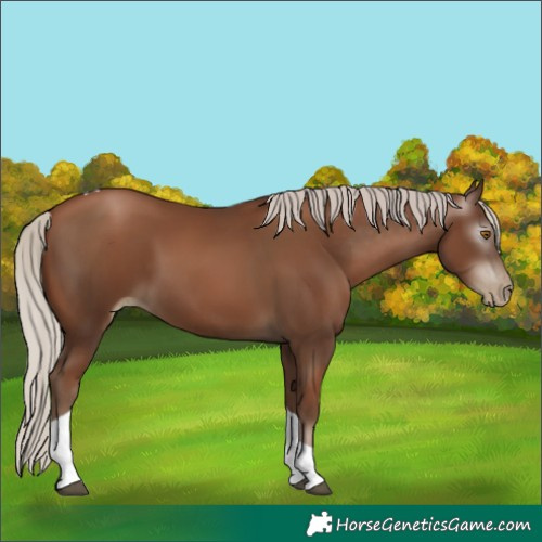 Horse Color:Gray Silver Black Pearl Tobiano