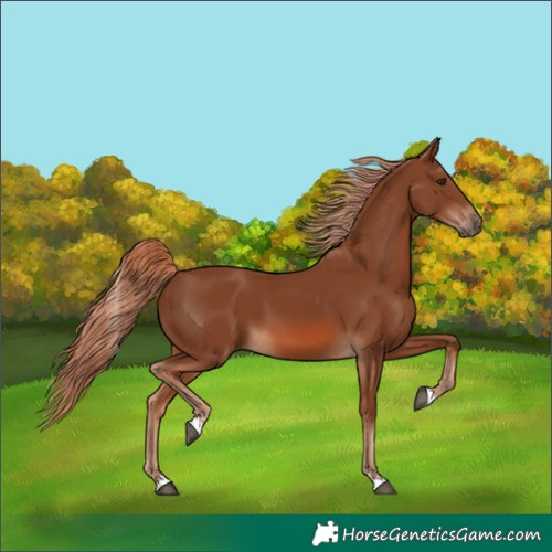 Horse Color:Chestnut 