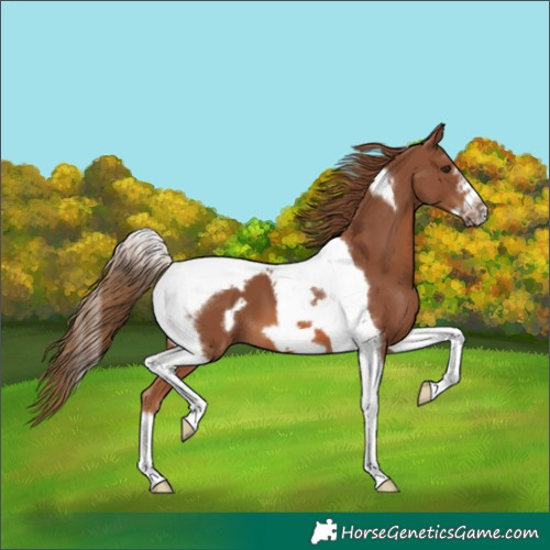 Horse Color:Chestnut Tobiano Frame 