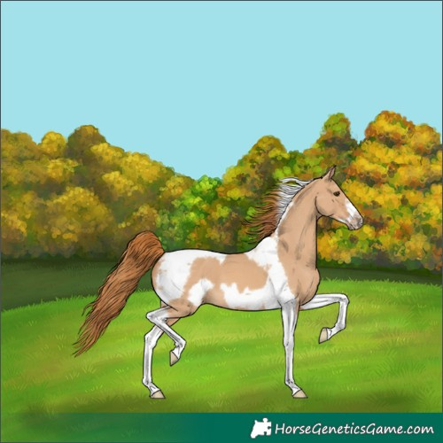 Horse Color:Red Dun Tobiano Frame 