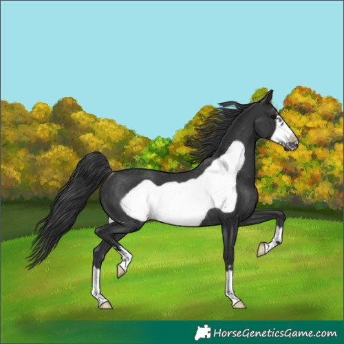 Horse Color:Black Frame Rabicano 