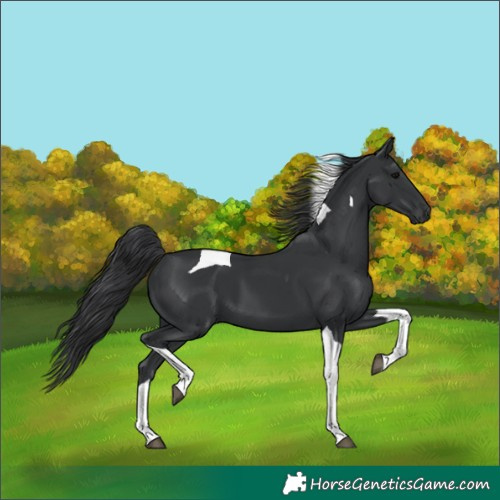Horse Color:Black Tobiano