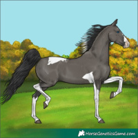Horse Color:Grullo Splash Tobiano