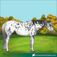 Horse Color:White Spotted Black Splash Tobiano Frame Appaloosa 