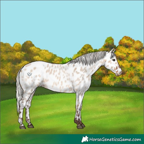 Horse Color:Silver Brown Roan Dun Near Leopard 
