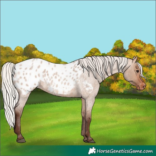 Horse Color:Silver Brown Roan Dun Appaloosa