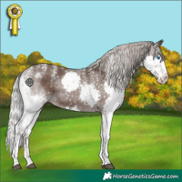 Horse Color:Powder White Silver Black Splash Tobiano 