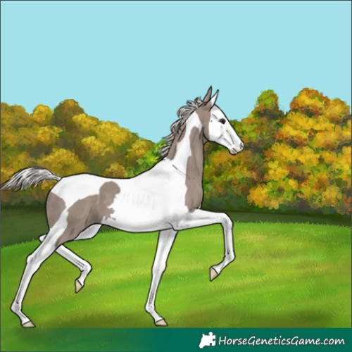 Horse Color:Silver Grullo Splash Tobiano