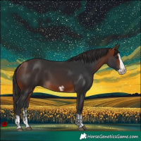Horse Color:Bay Splash Frame and Bay Splash Frame