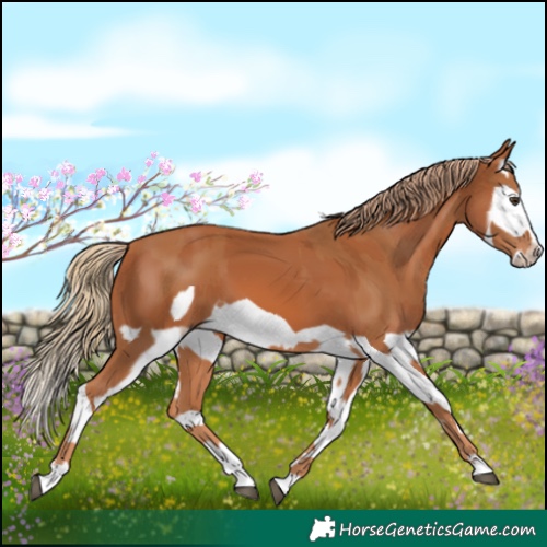 Horse Color:Chestnut Splash Frame and Chestnut Splash Frame