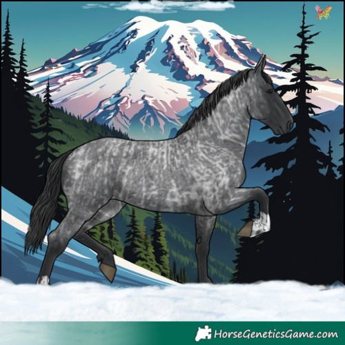Horse Color:Blue Roan and Blue Roan