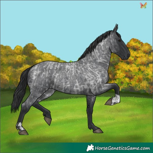 Horse Color:Blue Roan and Blue Roan