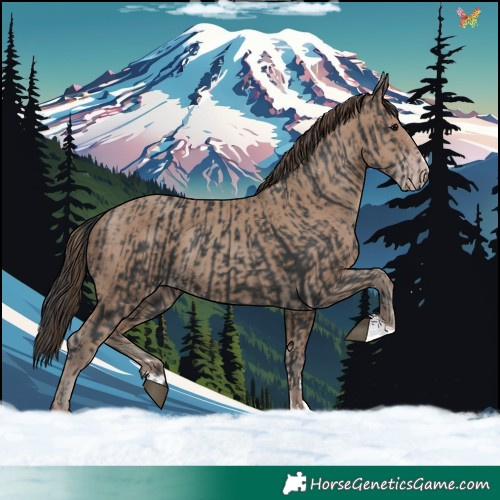 Horse Color:Black  and Classic Champagne 