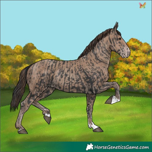Horse Color:Black and Classic Champagne