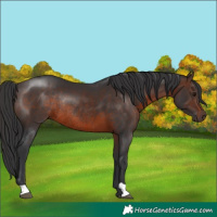 Horse Color:Brown Rabicano 