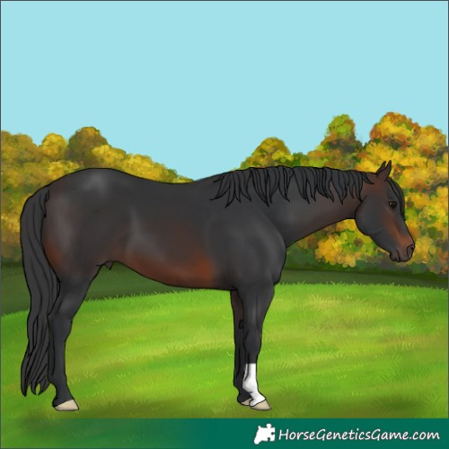 Horse Color:Brown 
