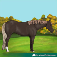 Horse Color:Liver Chestnut 