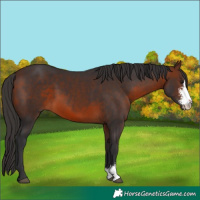 Horse Color:Brown Sabino