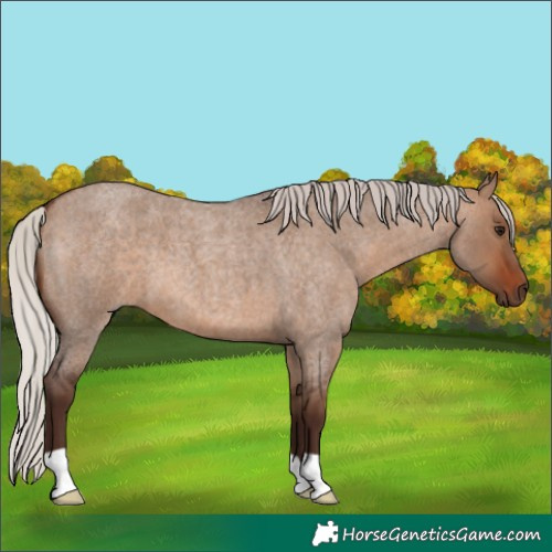Horse Color:Silver Brown Roan Dun 