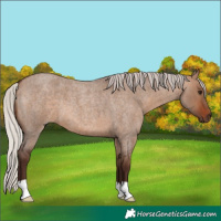 Horse Color:Silver Brown Roan Dun