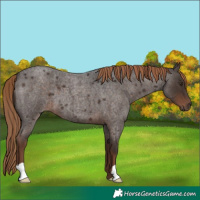 Horse Color:Liver Red Roan