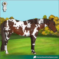 Horse Color:White Spotted Liver Chestnut
