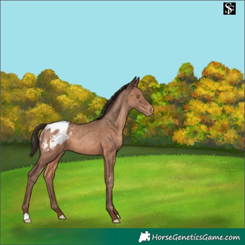Horse Color:Sable Champagne Appaloosa 