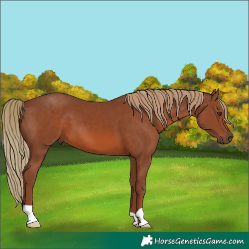 Horse Color:Chestnut 
