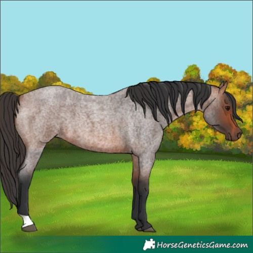 Horse Color:Bay Roan 
