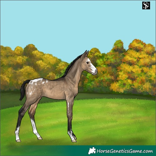 Horse Color:Gray Brown Dun Sabino Appaloosa 