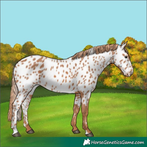 Horse Color:Chestnut Near Leopard
