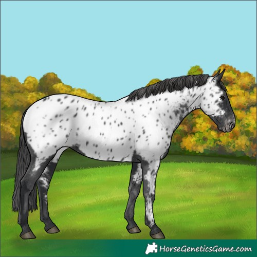 Horse Color:Black Near Leopard