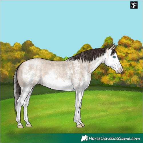 Horse Color:White Spotted Sable Champagne Dun Splash 
